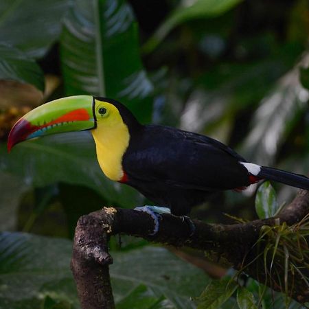 Veragua Rainforest Puerto Limon Exteriör bild