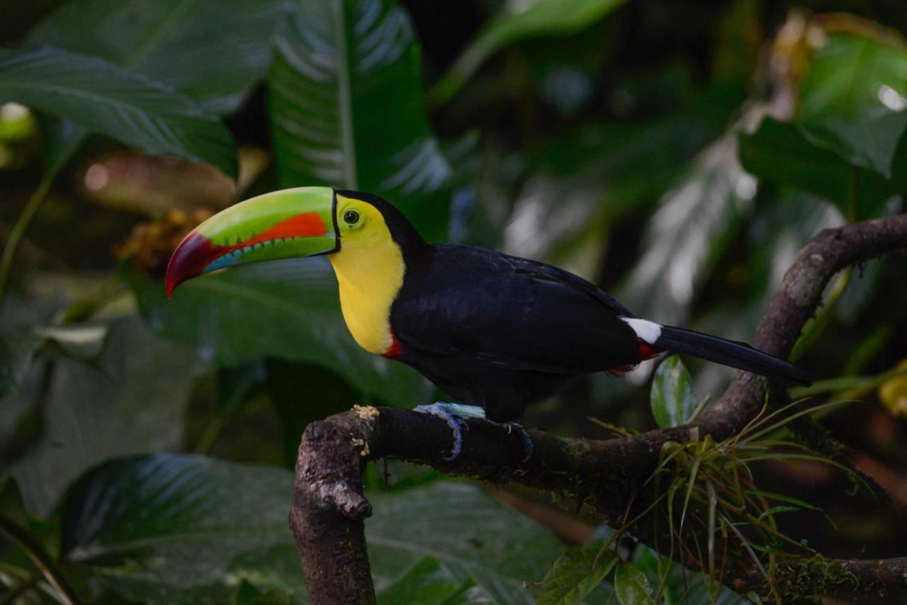 Veragua Rainforest Puerto Limon Exteriör bild