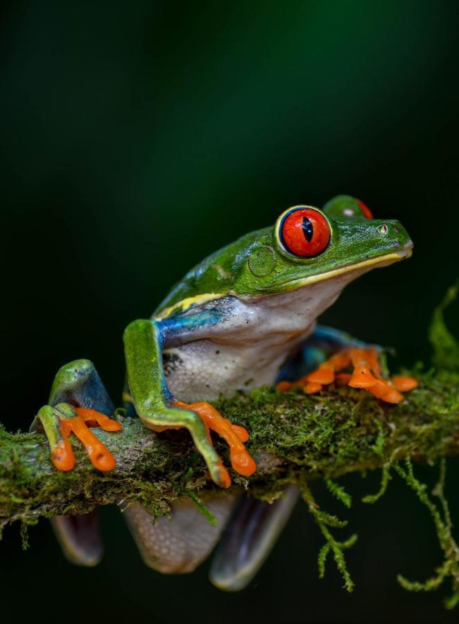 Veragua Rainforest Puerto Limon Exteriör bild